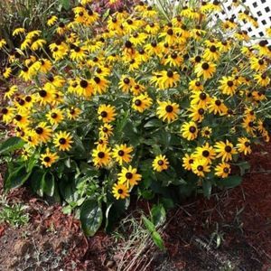 Meet your Posher, Marie